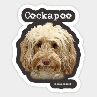 Golden Apricot Cockapoo / Spoodle and Doodle Dogs Sticker